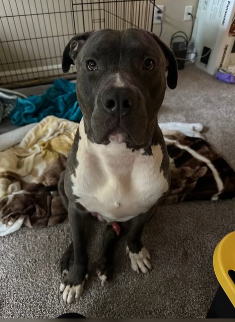 adorable senior dog in house