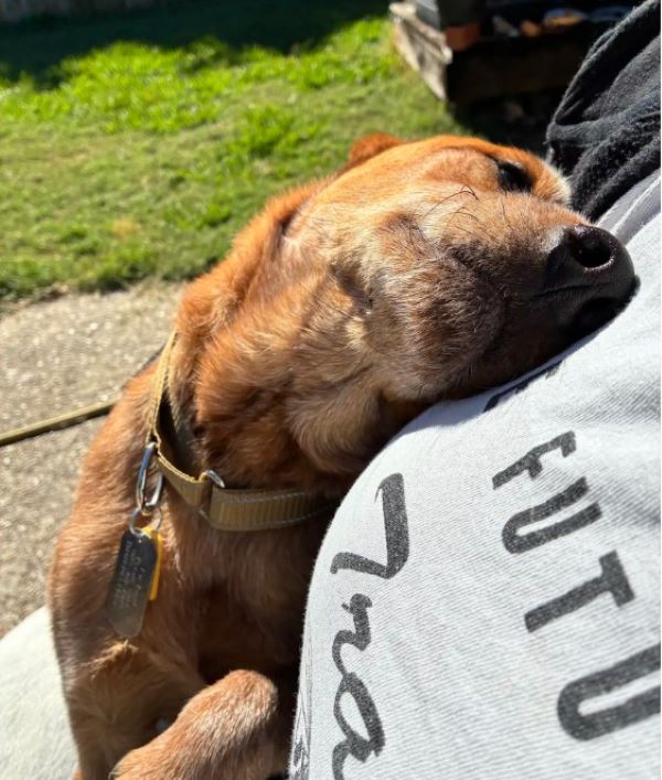adorable tiny brown dog