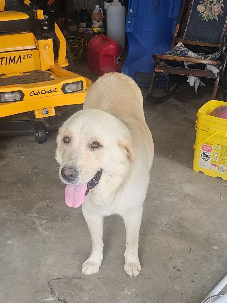 adorable white mother dog