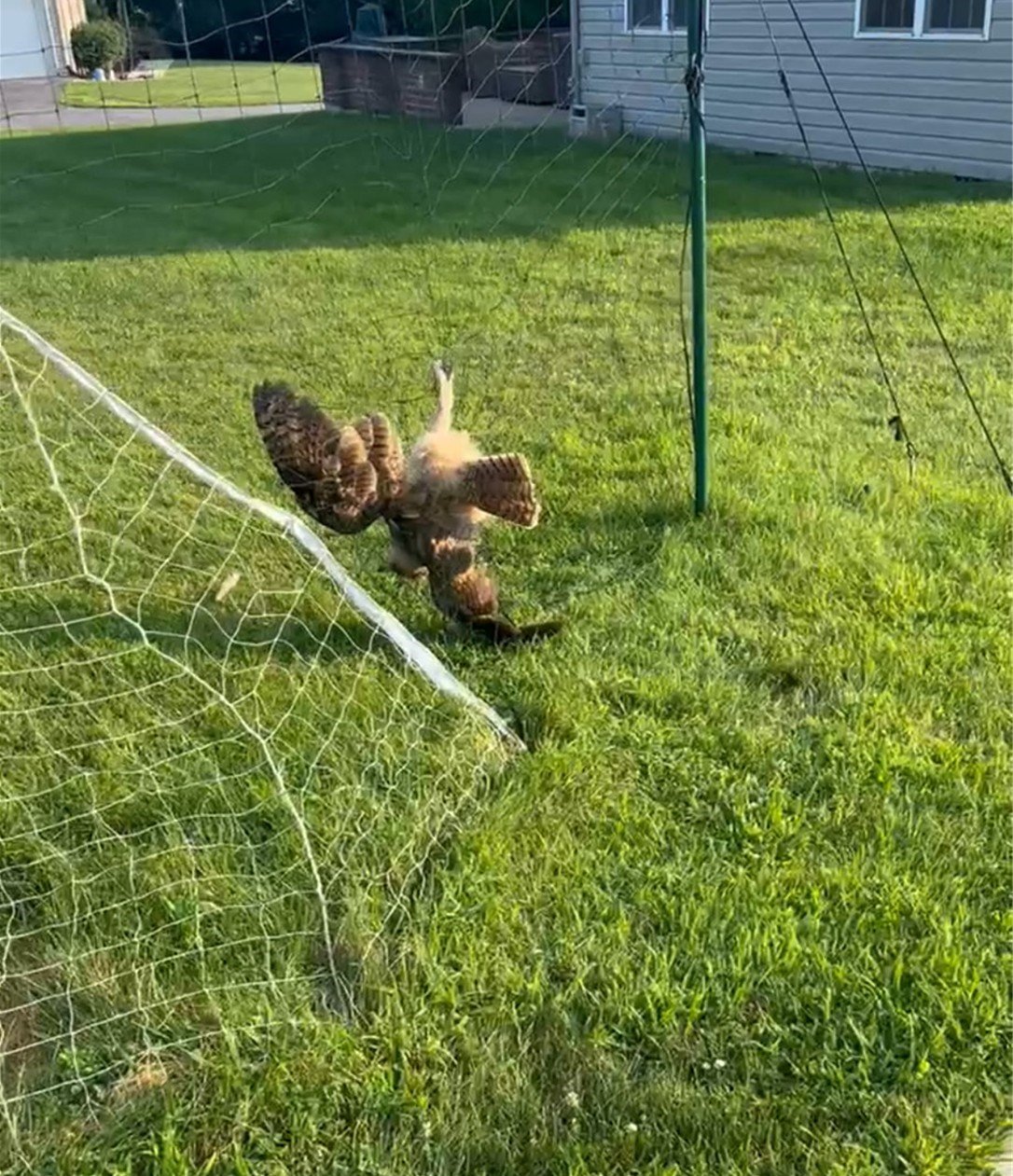 an owl got stuck in the volleyball net