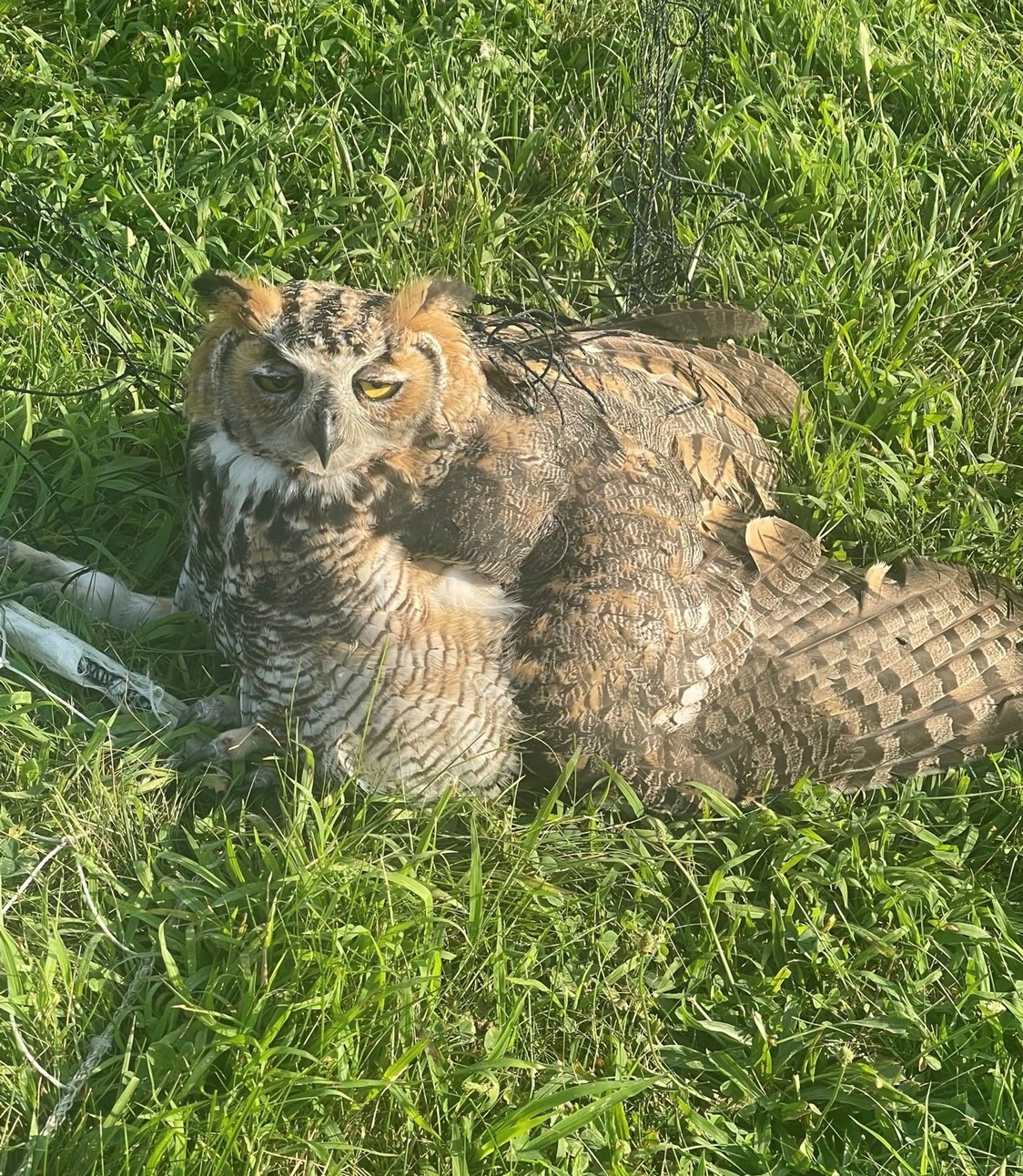 an owl stuck in a net is lying on the grass