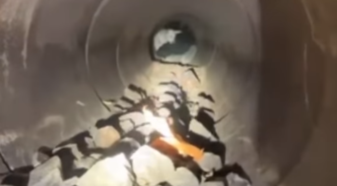 animal in pipe