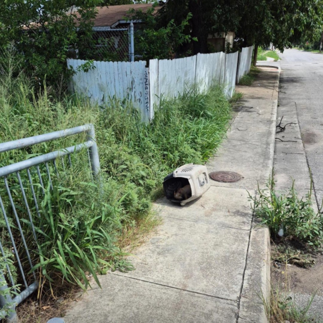 animal in plastic crate