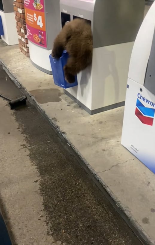 animal on gas station