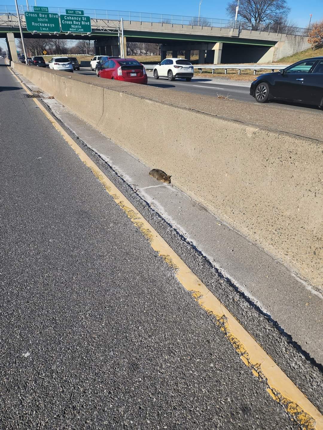 animal on highway