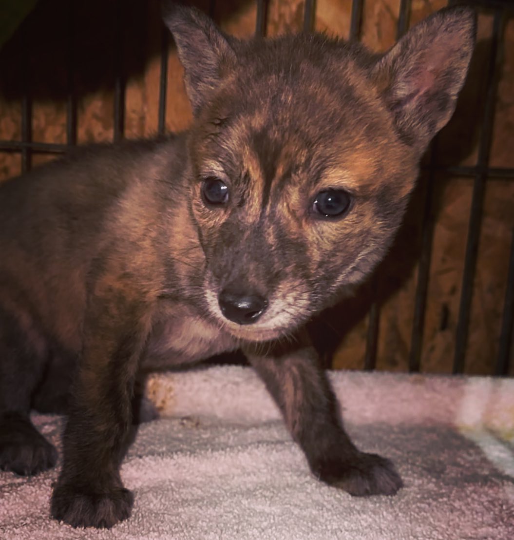 baby fox in a cage