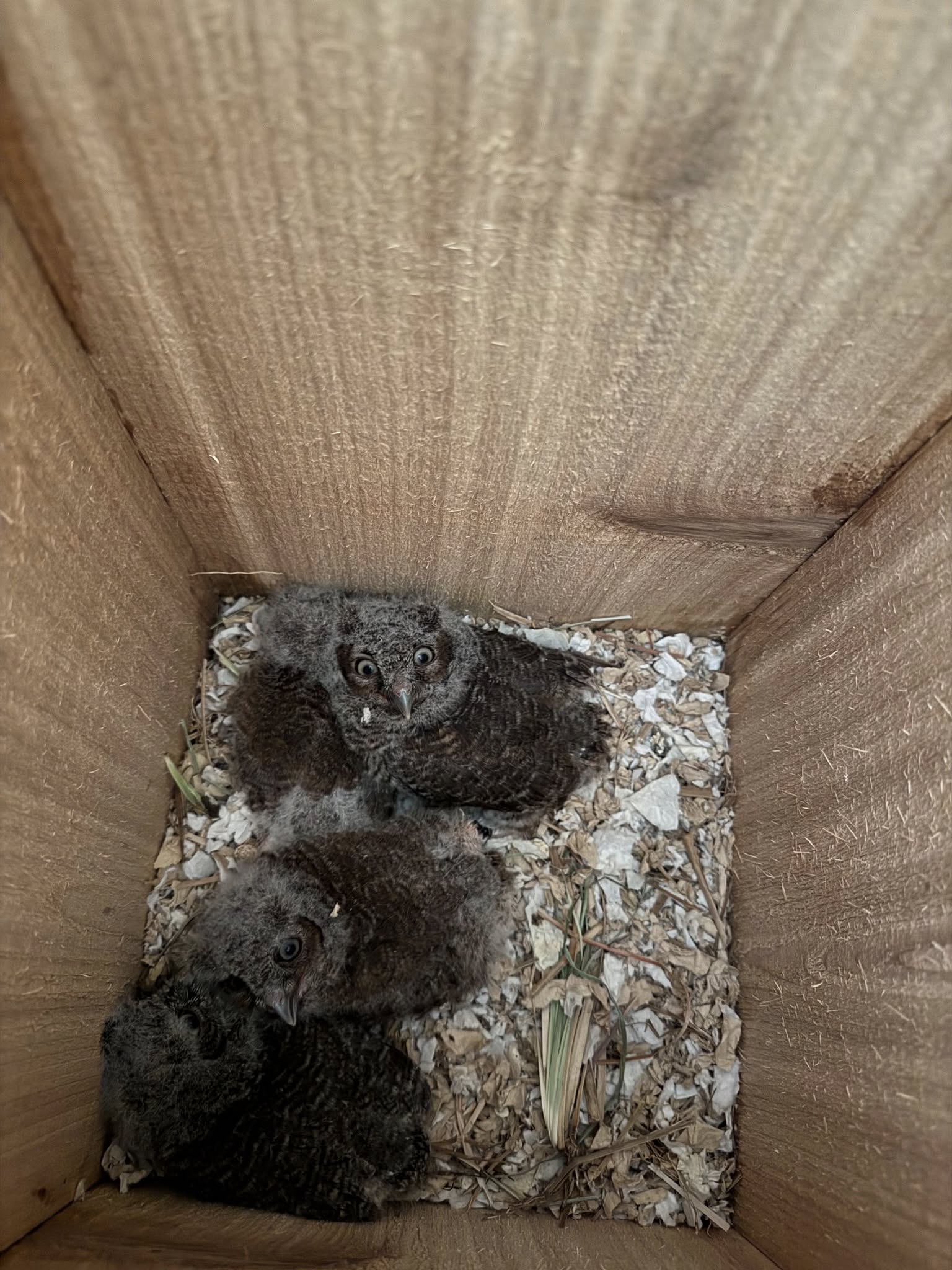 baby owls in a cardboard box