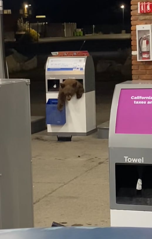 bear cub in gas station