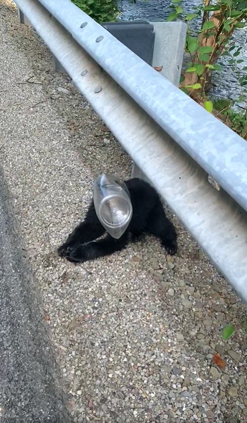 bear cub with bottle on head