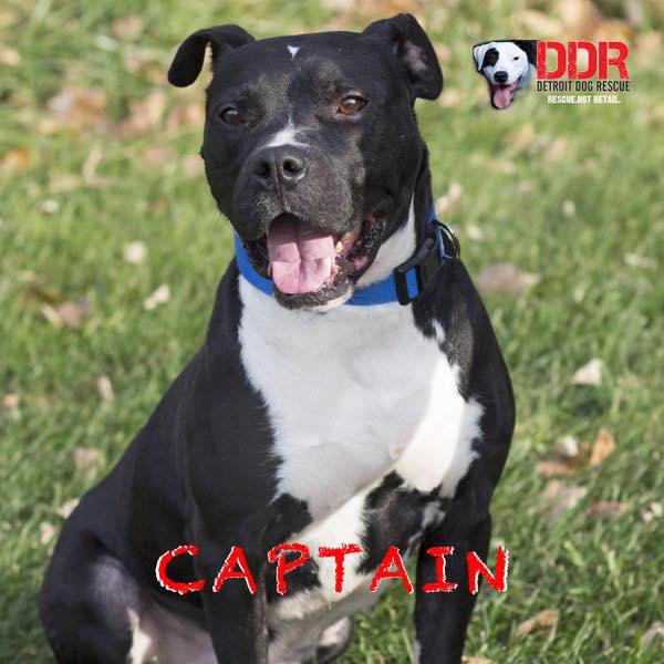 beautiful black and white dog