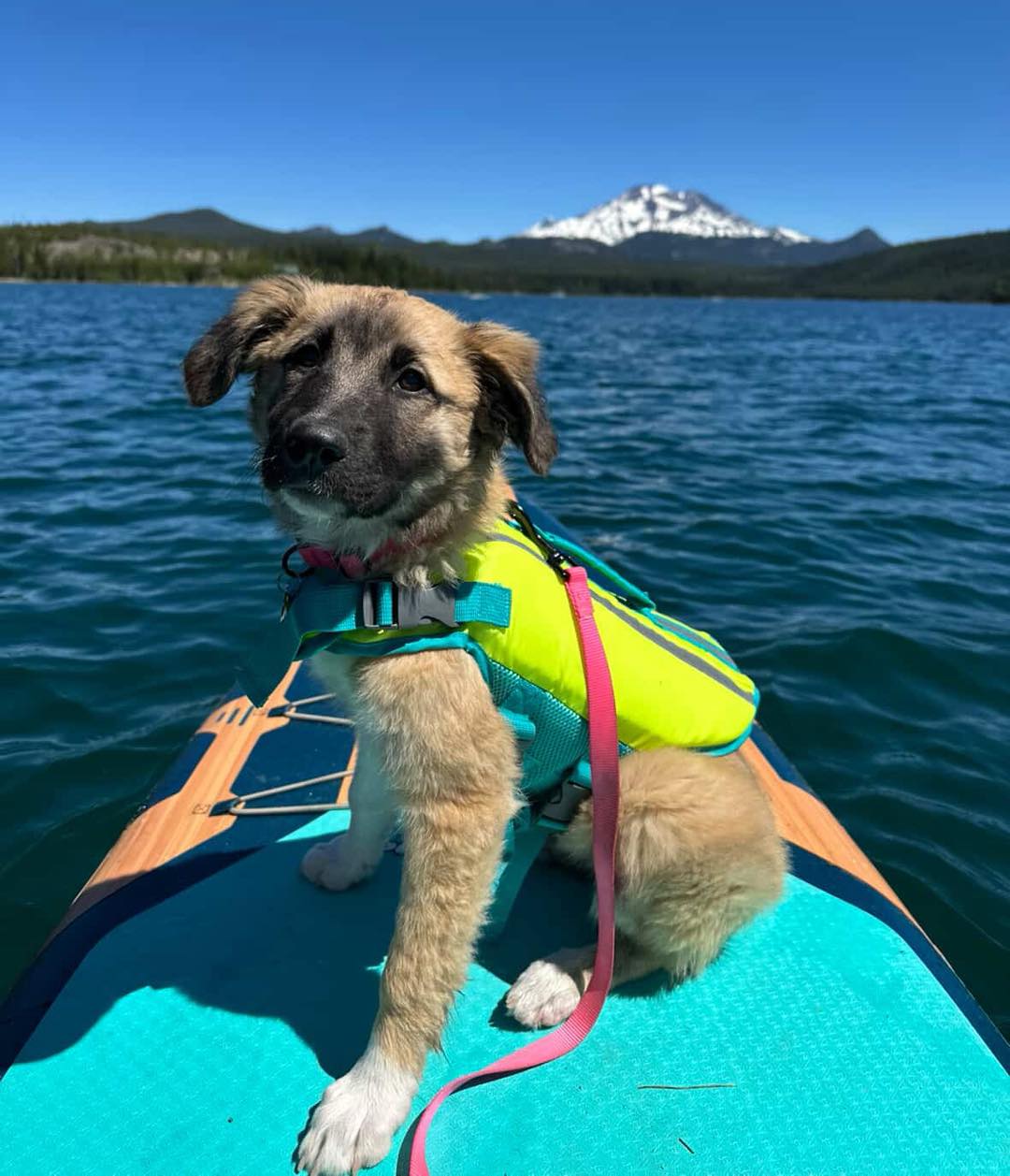 beautiful dog enjoying the sea