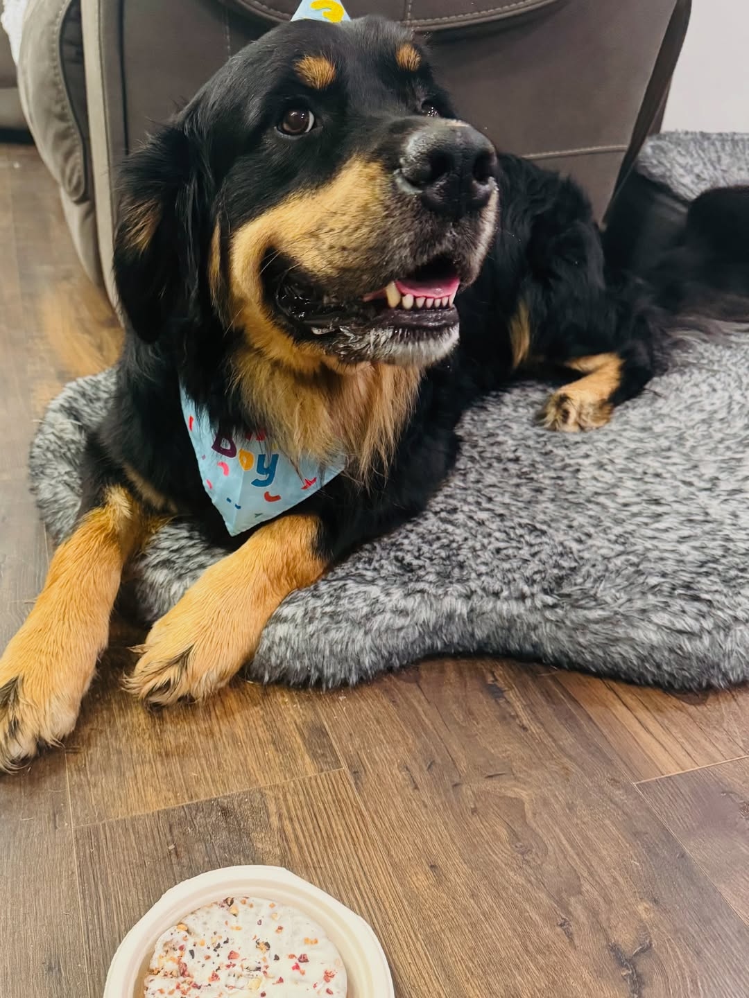 beautiful dog laying on rug