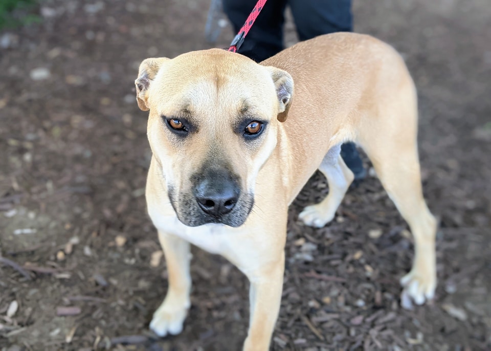 beautiful dog on a leash