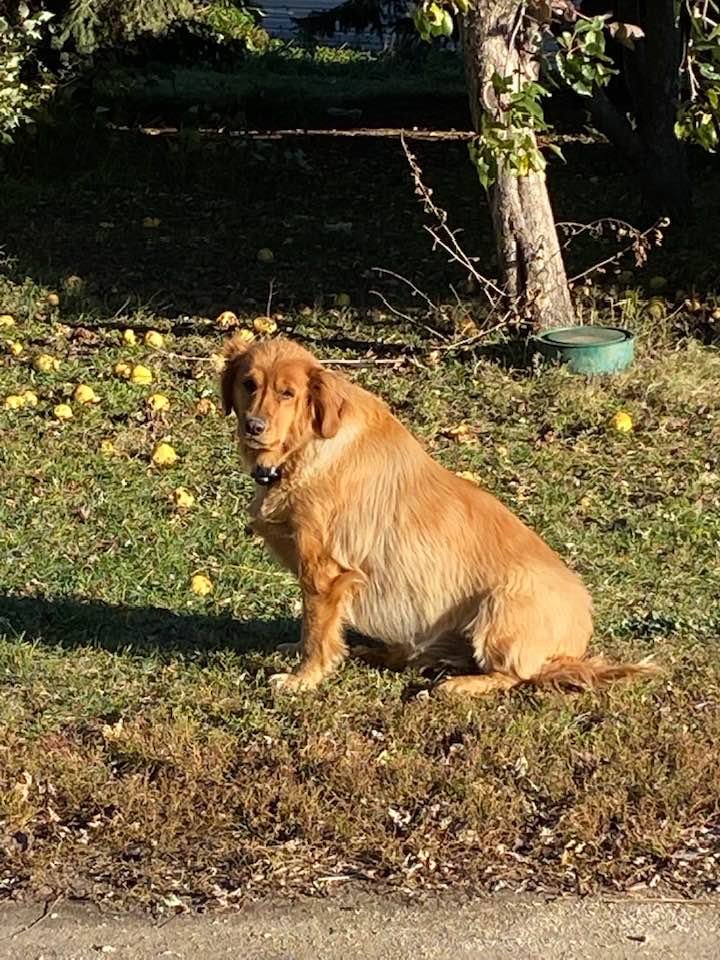 beautiful dog sitting on the grass