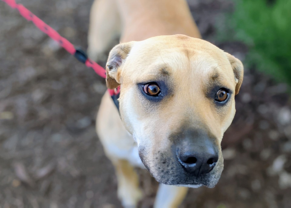 beautiful dog with brown eyes