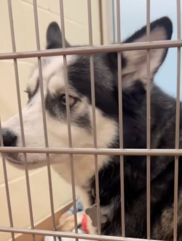 beautiful shelter dog