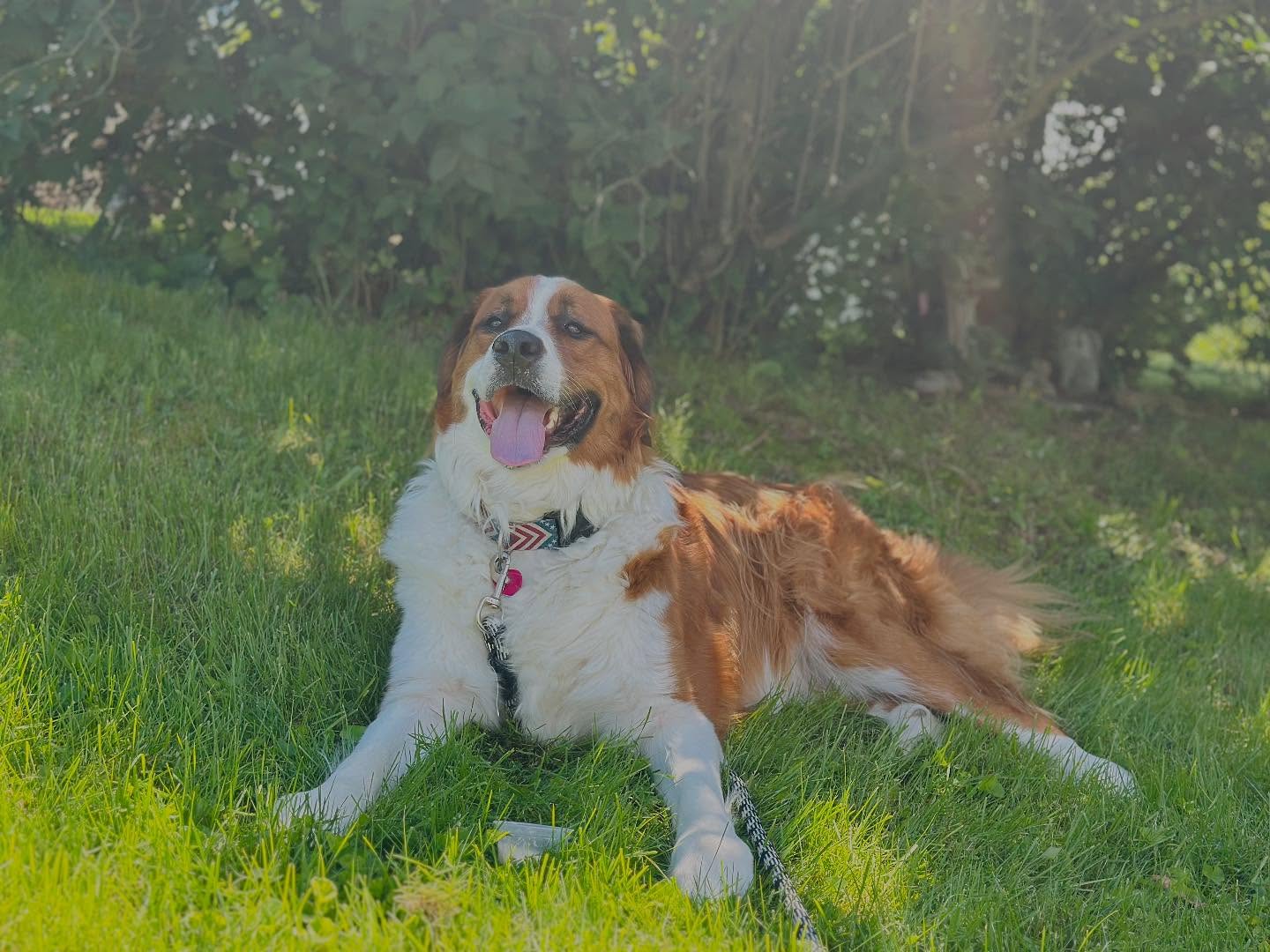 beautiful smiling dog lying on the grass
