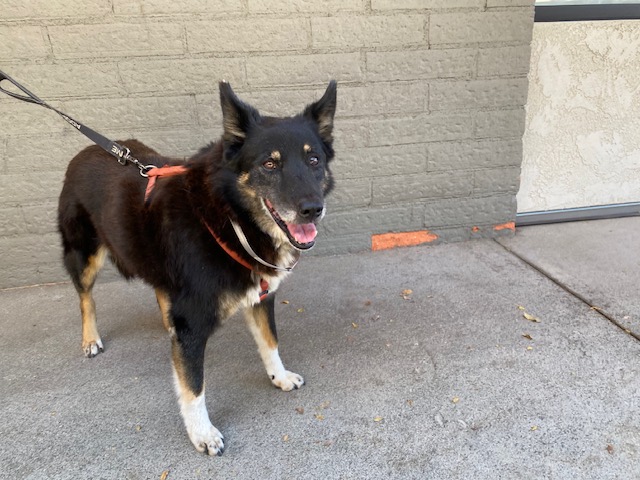 big black dog on leash