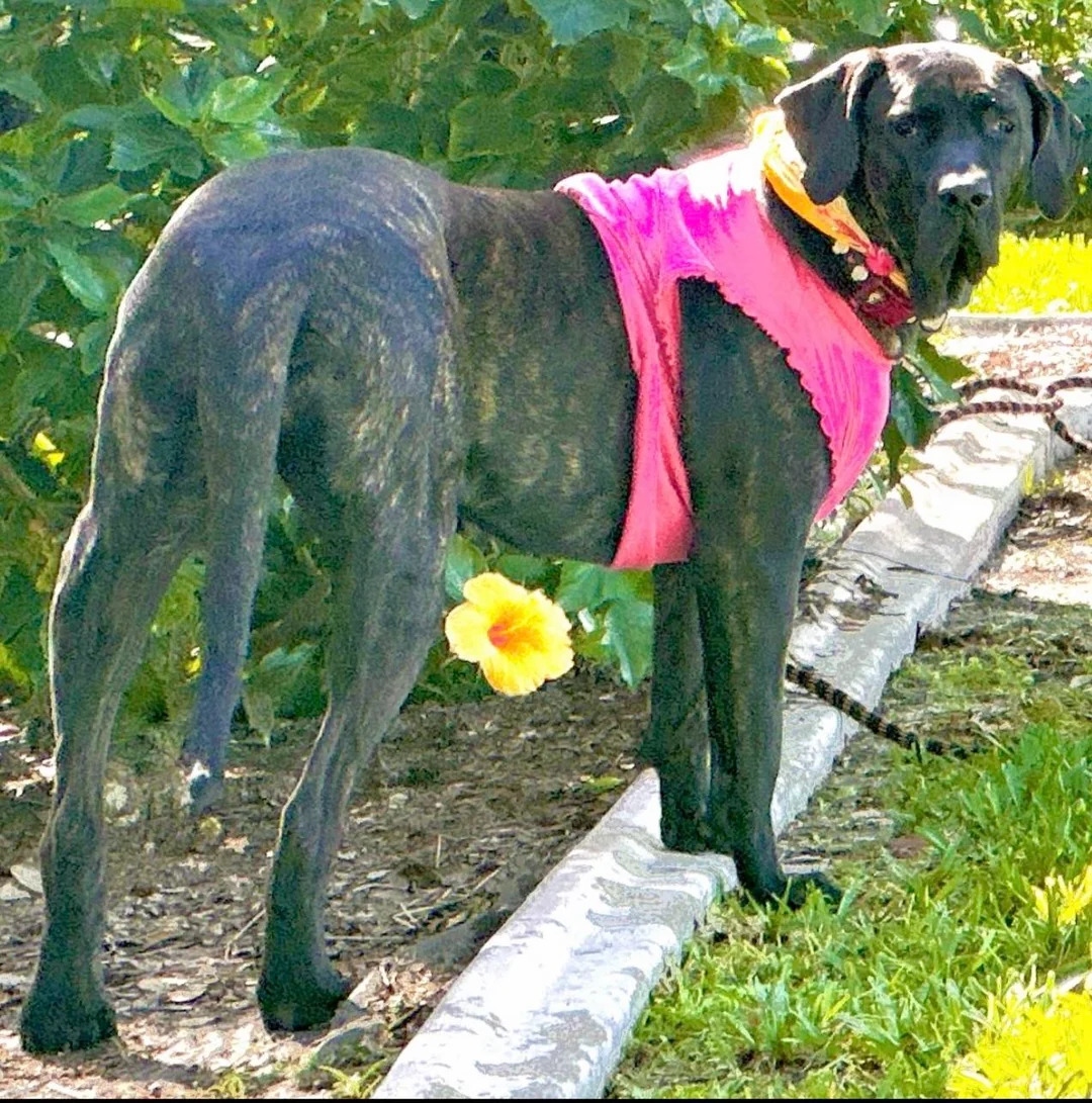 big black dog with shirt on