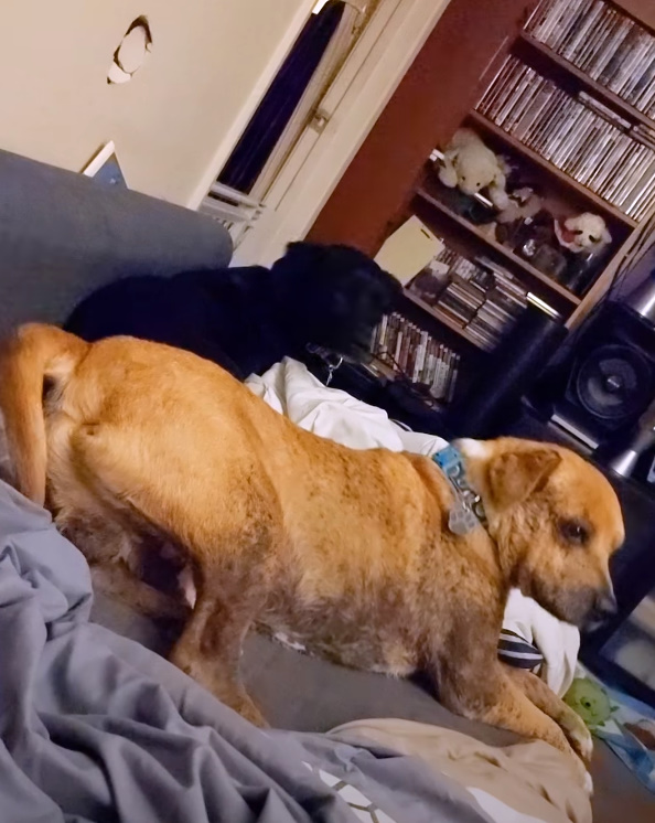black and brown dog on the bed