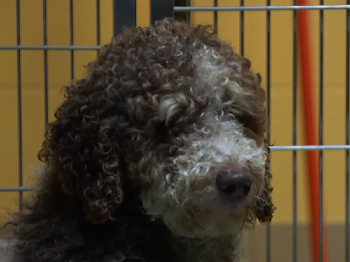 black and gray shaggy dog