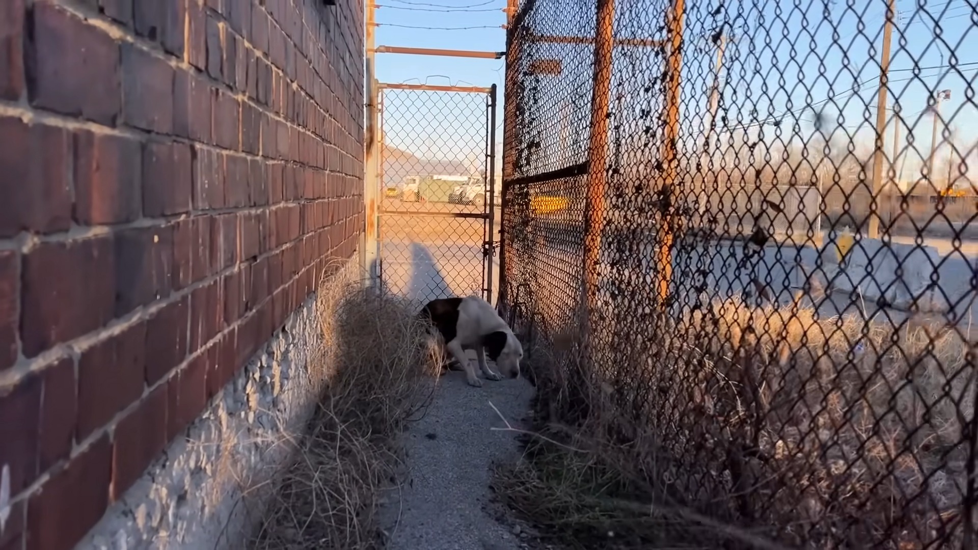 black and white dog in a cage