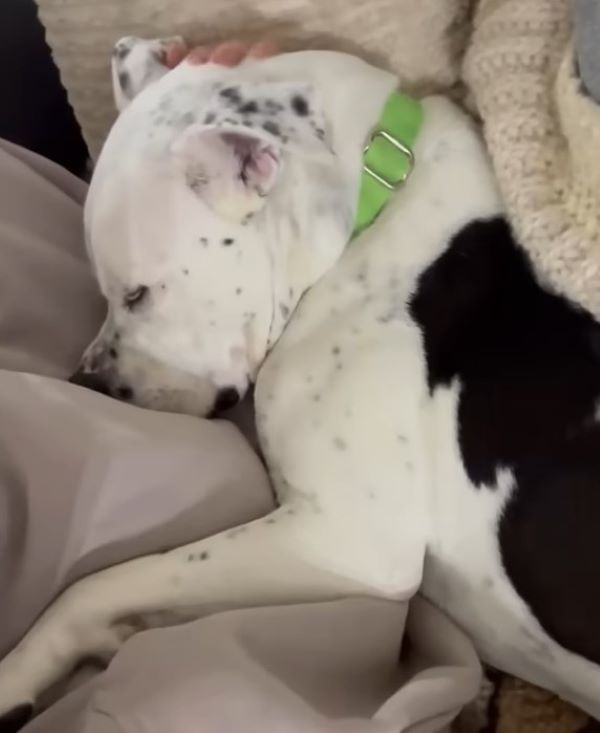black and white dog is sleeping