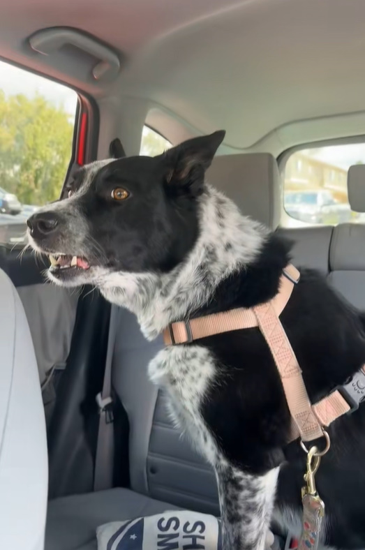 black and white dog sitting on the car seat