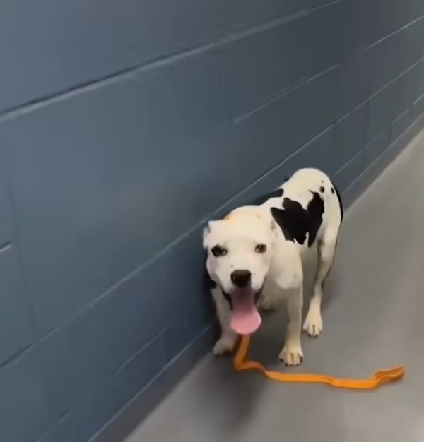 black and white dog standing on a leash