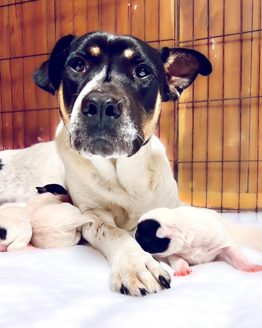 black and white dog with puppies