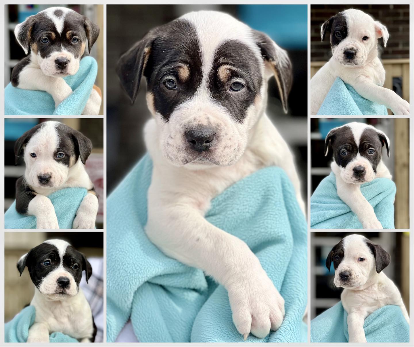 black and white puppies