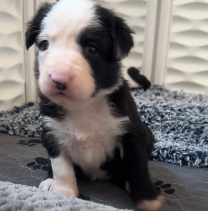 black and white puppy