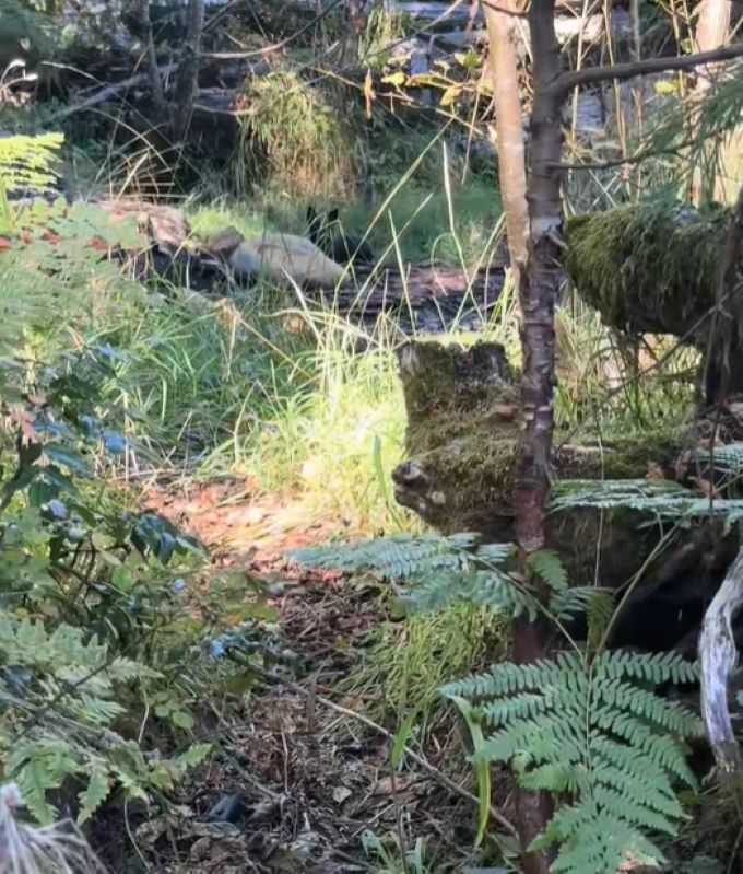 black animal in forest