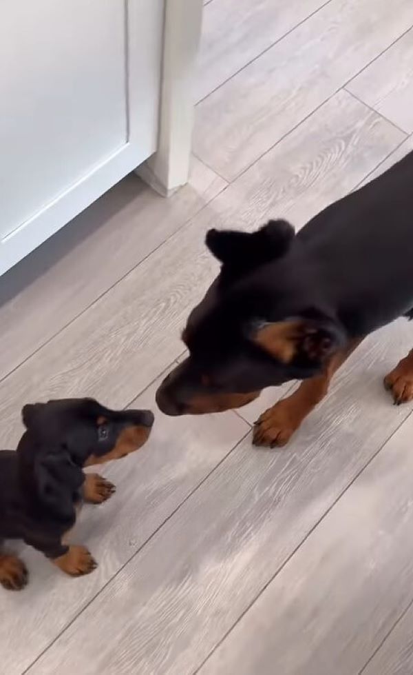 black dog and black puppy