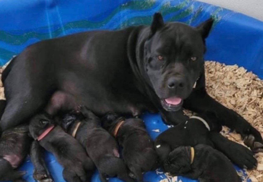 black dog feeding a puppies