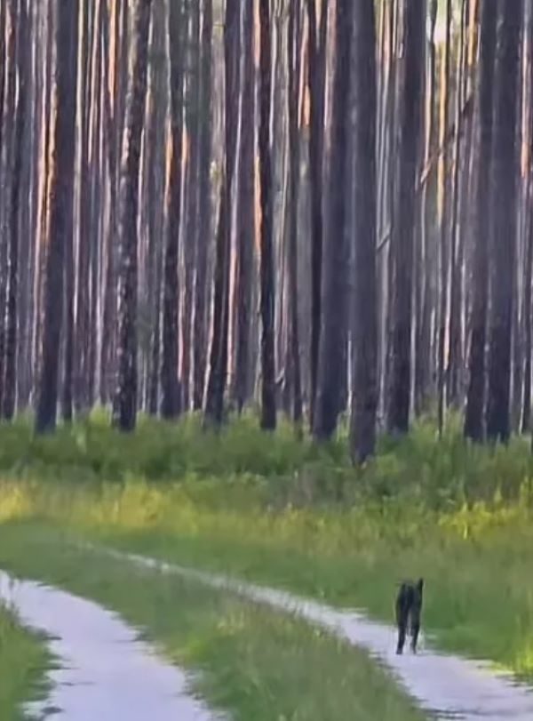 black dog in forest