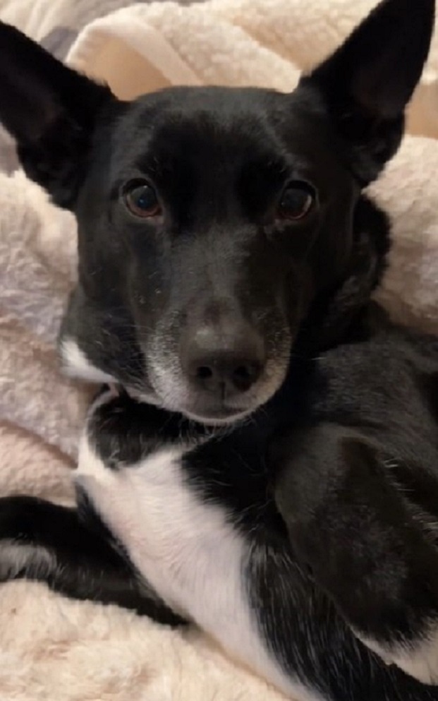 black dog laying down