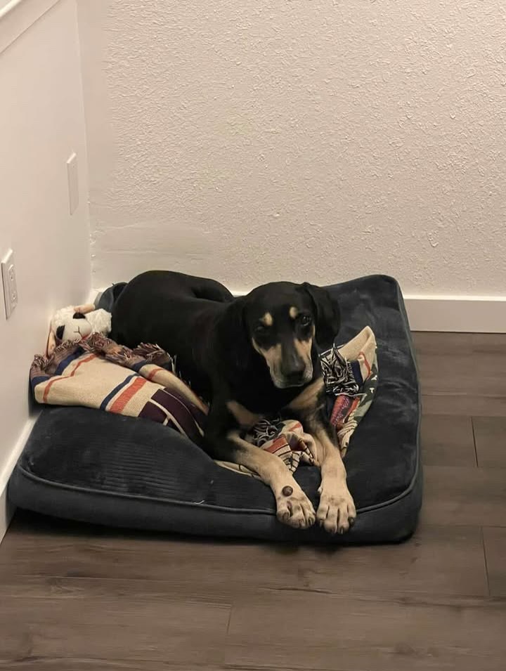 black dog laying down