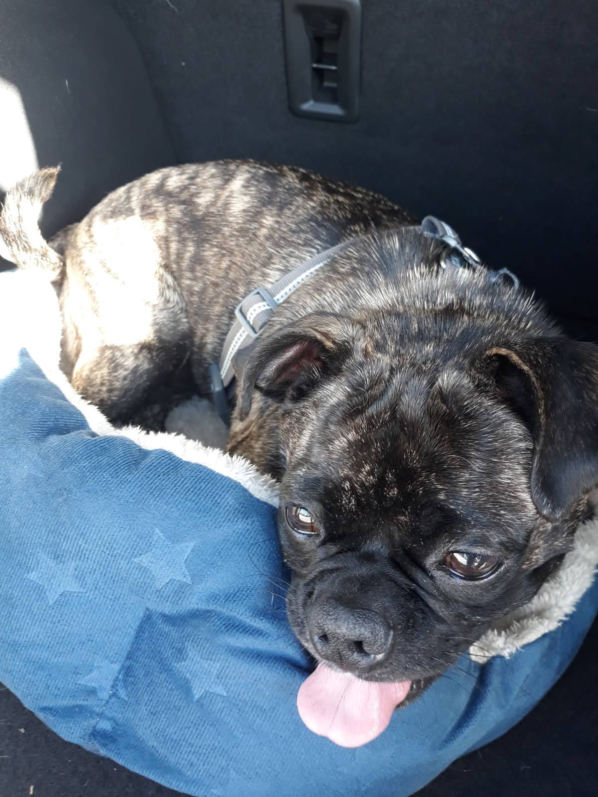 black dog laying in car