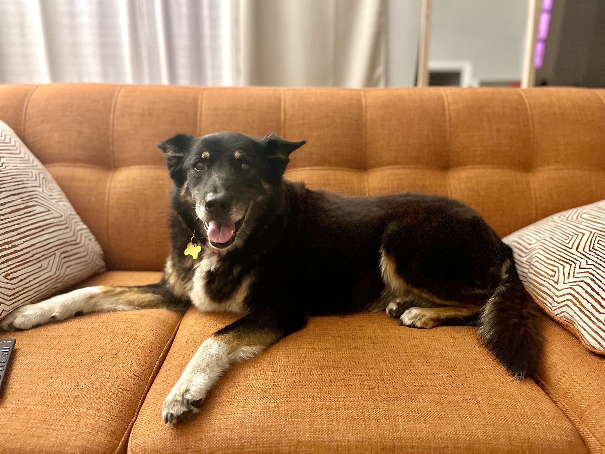 black dog laying on couch