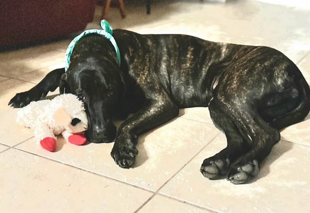 black dog laying on floor