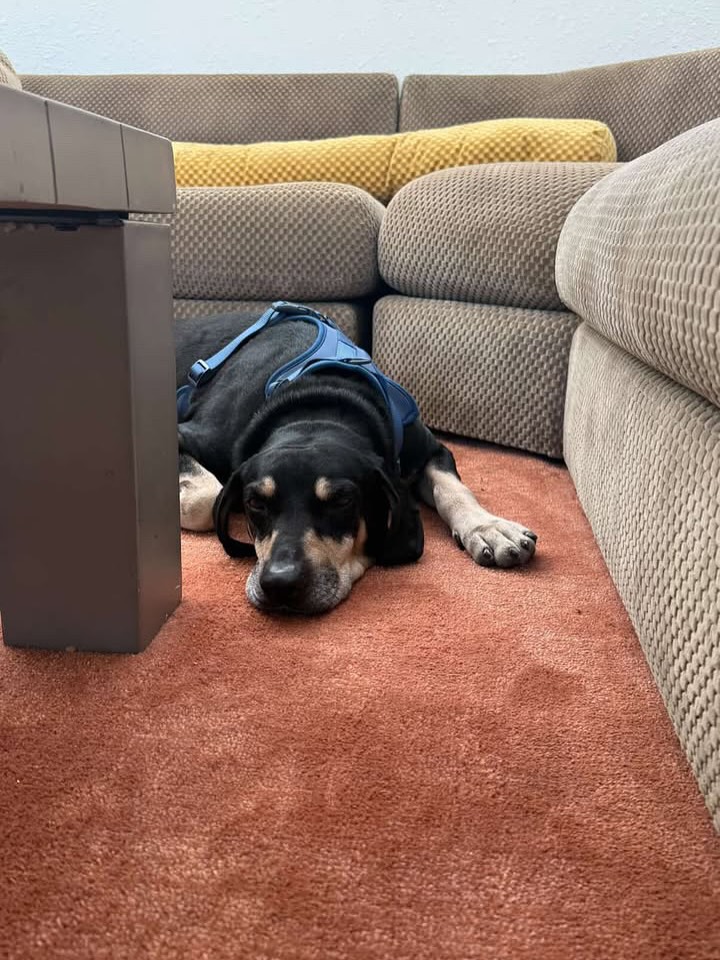 black dog laying on floor