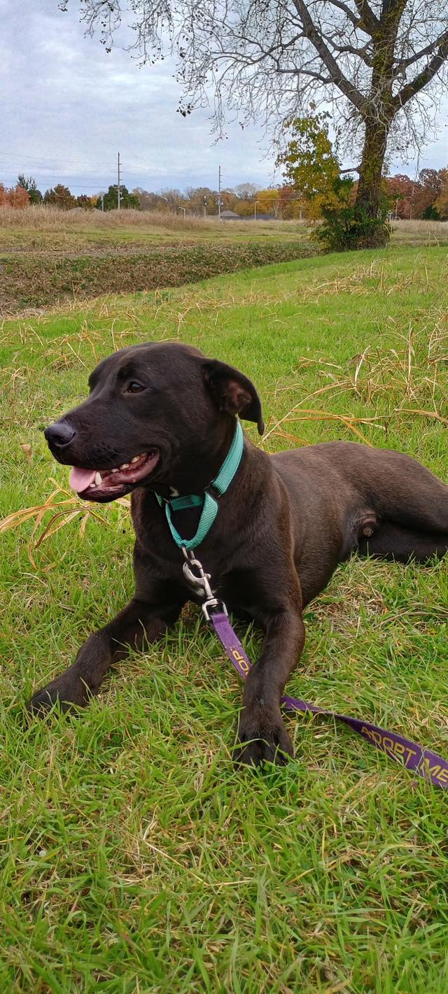 black dog laying on grass