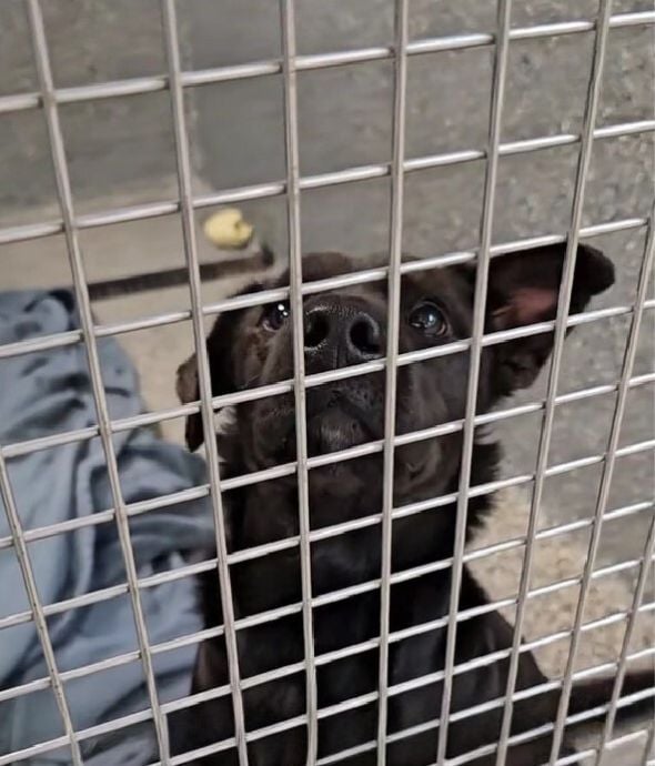 black dog looking through a cage