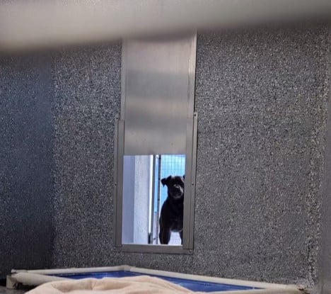 black dog looks through the hole