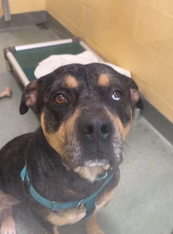 black dog sitting down