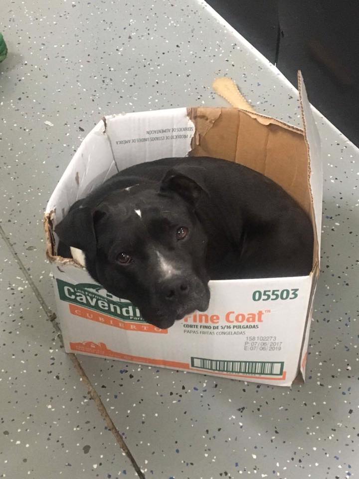 black dog sitting in a cardboard box