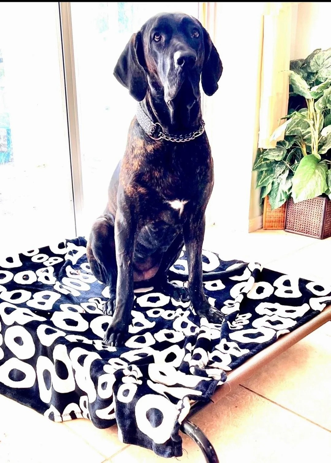 black dog sitting on couch
