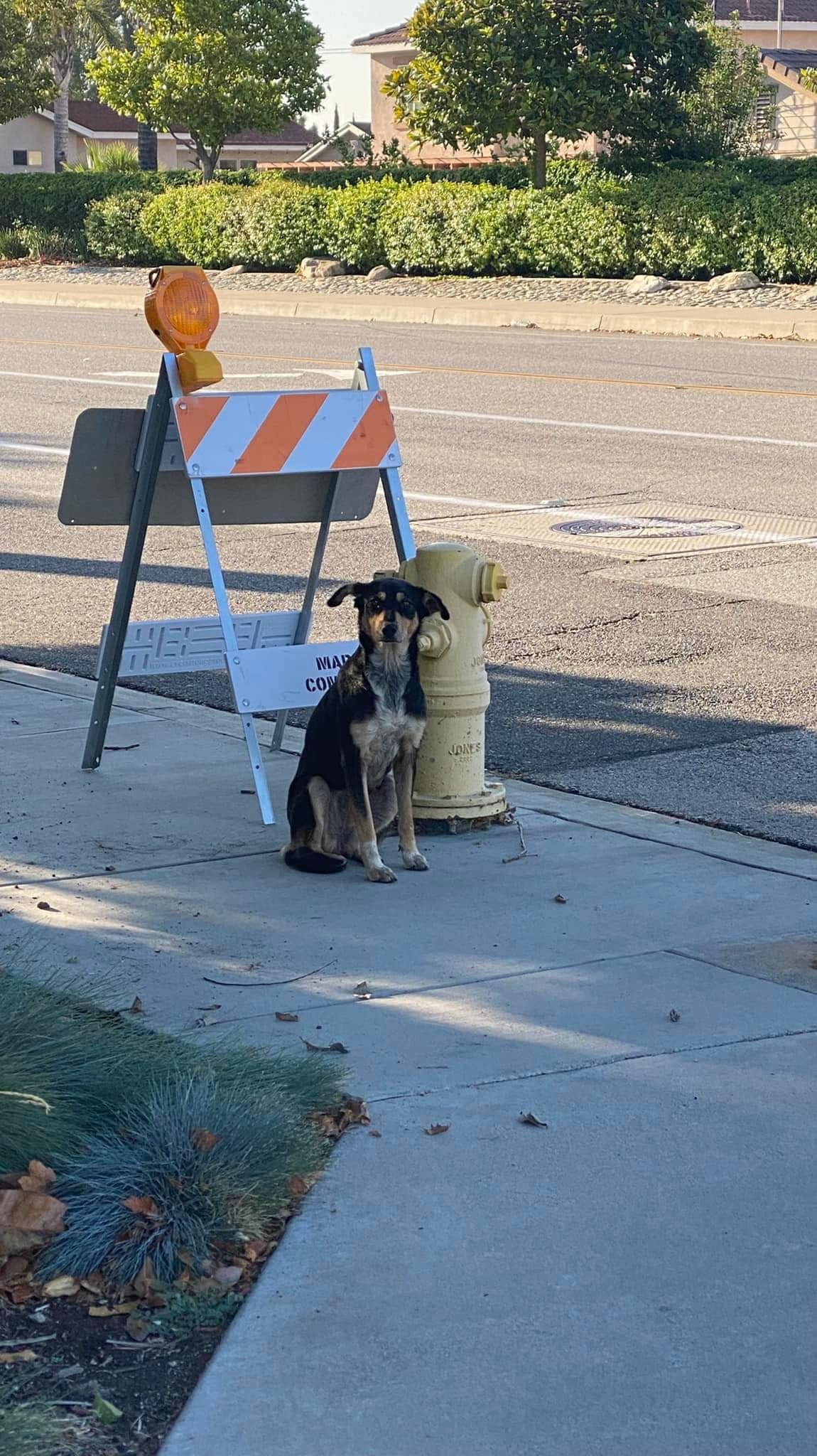 black dog sitting on crosswalk