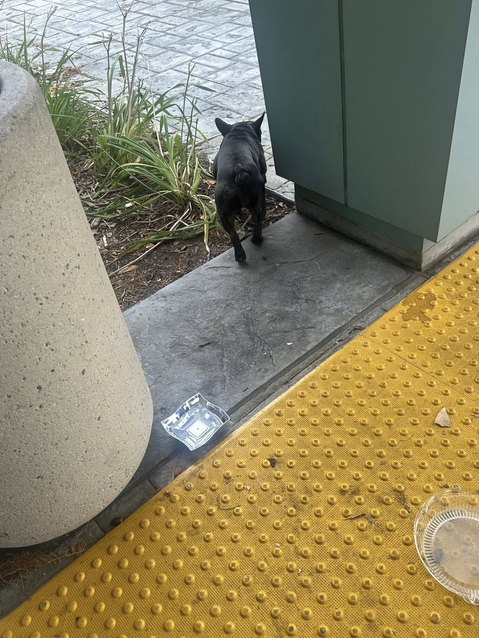 black dog walking away